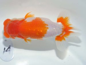 第64回日らん 行司三　田中正志　千葉