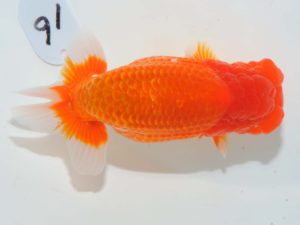 第64回日らん 脇行司二　中尾晋作　熊本