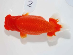 第64回日らん　西大関　村上暢彦　岡山