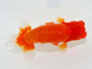 第64回日らん　立行司　西口武志　大阪