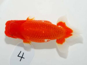 第64回日らん　取締一　田中茂規　岡山