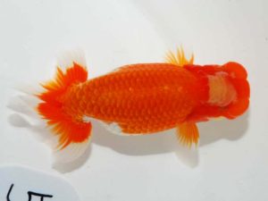 第64回日らん　取締二　高尾昌幸　岡山