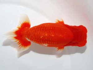 第64回日らん 西関脇　津島洋介　愛媛