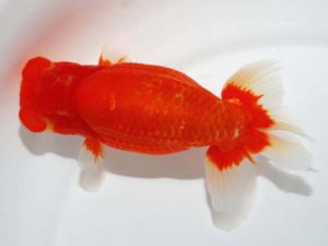 第64回日らん 東小結　津島洋介　愛媛