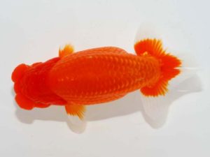 第64回日らん 西小結　村上暢彦　岡山