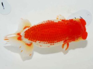 第64回日らん　東大関　東　秀明　福岡