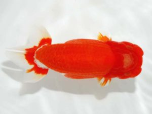 第64回日らん 勧進元一　笠松　理　和歌山