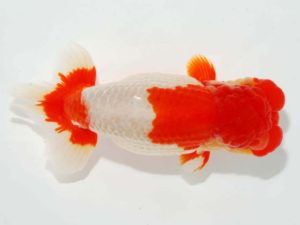 第64回日らん 行司一　東　秀明　福岡