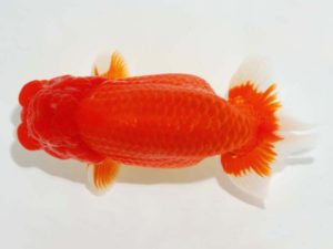 第64回日らん 行司二　鎌田芳男　愛知