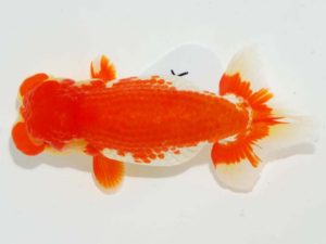 第64回日らん 行司三　相馬健一　青森