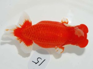 第64回日らん 脇行司一　大津善人　茨城