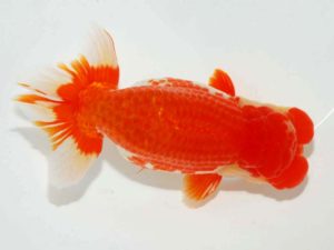 第64回日らん　西大関　青木浩一　東京