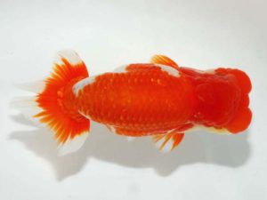 第64回日らん　取締一　有賀昌司　岐阜