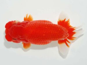 第64回日らん　取締二　沢田光孝　愛知