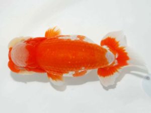 第64回日らん 東関脇　平野睦二　静岡