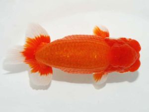 第64回日らん 東小結　松橋　悟　愛知