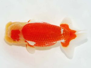 第64回日らん 西小結　金子博昭　山口