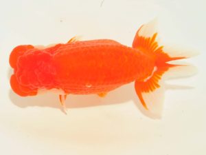 第64回日らん　勧進元二　荻谷冨士夫　茨城