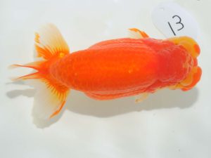 第64回日らん 行司二　中村正志　群馬