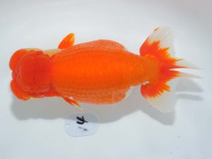 第64回日らん 行司三　森岡淳也　三重