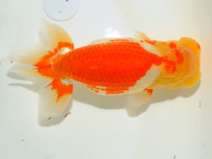 第64回日らん 脇行司二　田村　智　神奈川