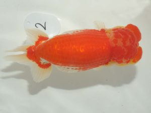 第64回日らん　西大関　竹内誠司　愛媛