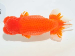 第64回日らん　立行司　野口　弘　愛知