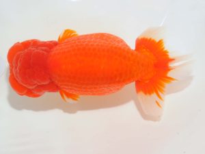 第64回日らん　取締二　村上暢彦　岡山