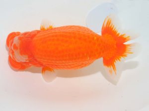 第64回日らん 東関脇　林　万貴　三重