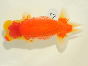 第64回日らん 西関脇　清水正雄　山口