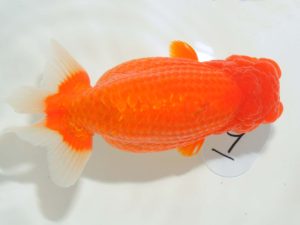 第64回日らん 西小結　佐々木達也　福岡