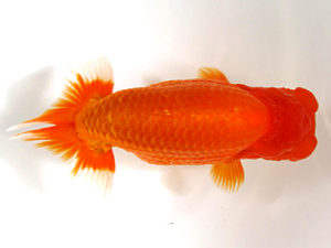 愛媛らん友会　東大関　田淵貴利　香川