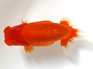 愛媛らん友会　西大関　大野宏児　今治