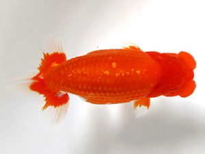 愛媛らん友会　立行司　山光　勲　松山