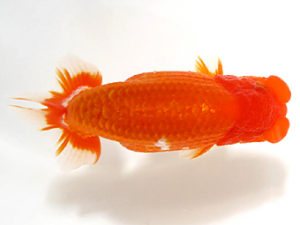 愛媛らん友会　取締一　宮内繁男　松前町