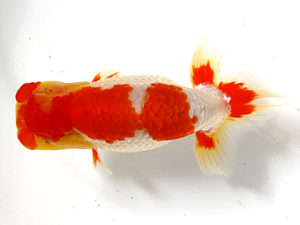 愛媛らん友会　取締二　武下喜一　今治