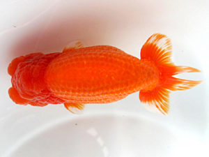 愛媛らん友会　東大関　岩崎正樹　香川