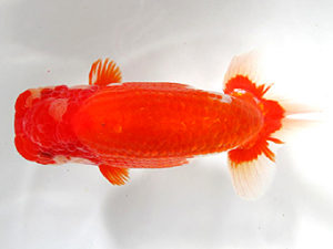 愛媛らん友会　西大関　丹下　常　今治