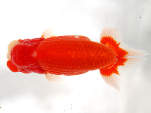 愛媛らん友会　立行司　山内智昭　西条