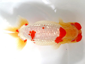 愛媛らん友会　取締一　堀田博志　松山