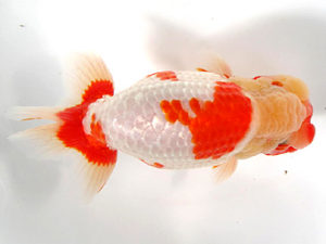 愛媛らん友会　取締二　山内智昭　西条