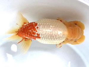 愛媛らん友会　東大関　竹内誠司　松山