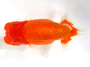 愛媛らん友会　取締一　中村優作　西条