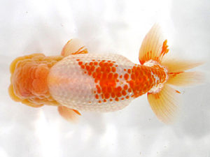 愛媛らん友会　取締二　寺坂嘉仁　松山