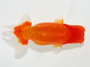 紫錦会　東大関　物部光宏　三崎