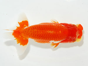 紫錦会 勧進元一　大澤一郎　川崎