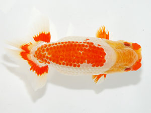 紫錦会 勧進元二　小串章生　横浜