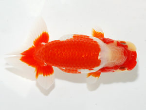 紫錦会 行司一　奥村　剛　久々原