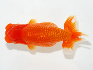 紫錦会 行司二　小山武司　川口