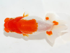 紫錦会 行司三　田中　務　大森